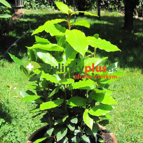 Bobkový list - Vavrín pravý (Laurus nobilis L.) / rastlinka v kvetináči
